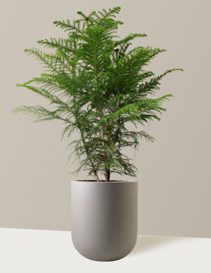 Norfolk Island Pine