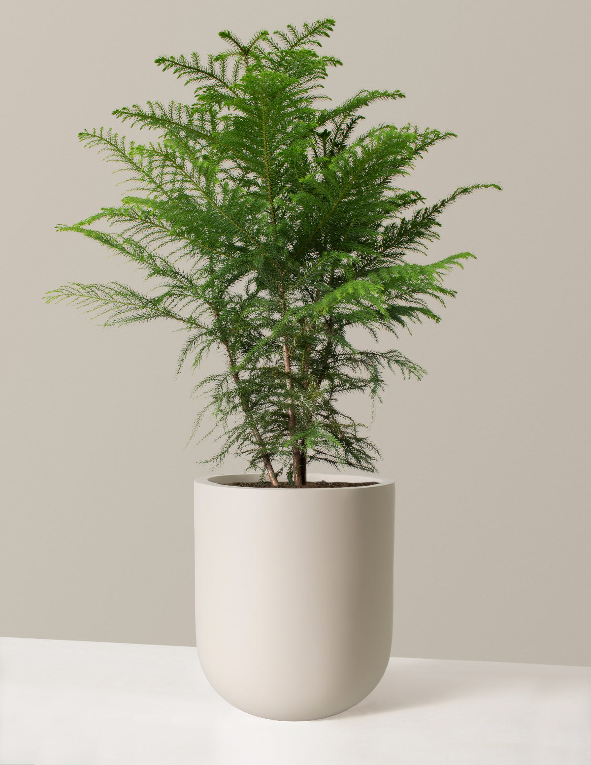 Norfolk Island Pine