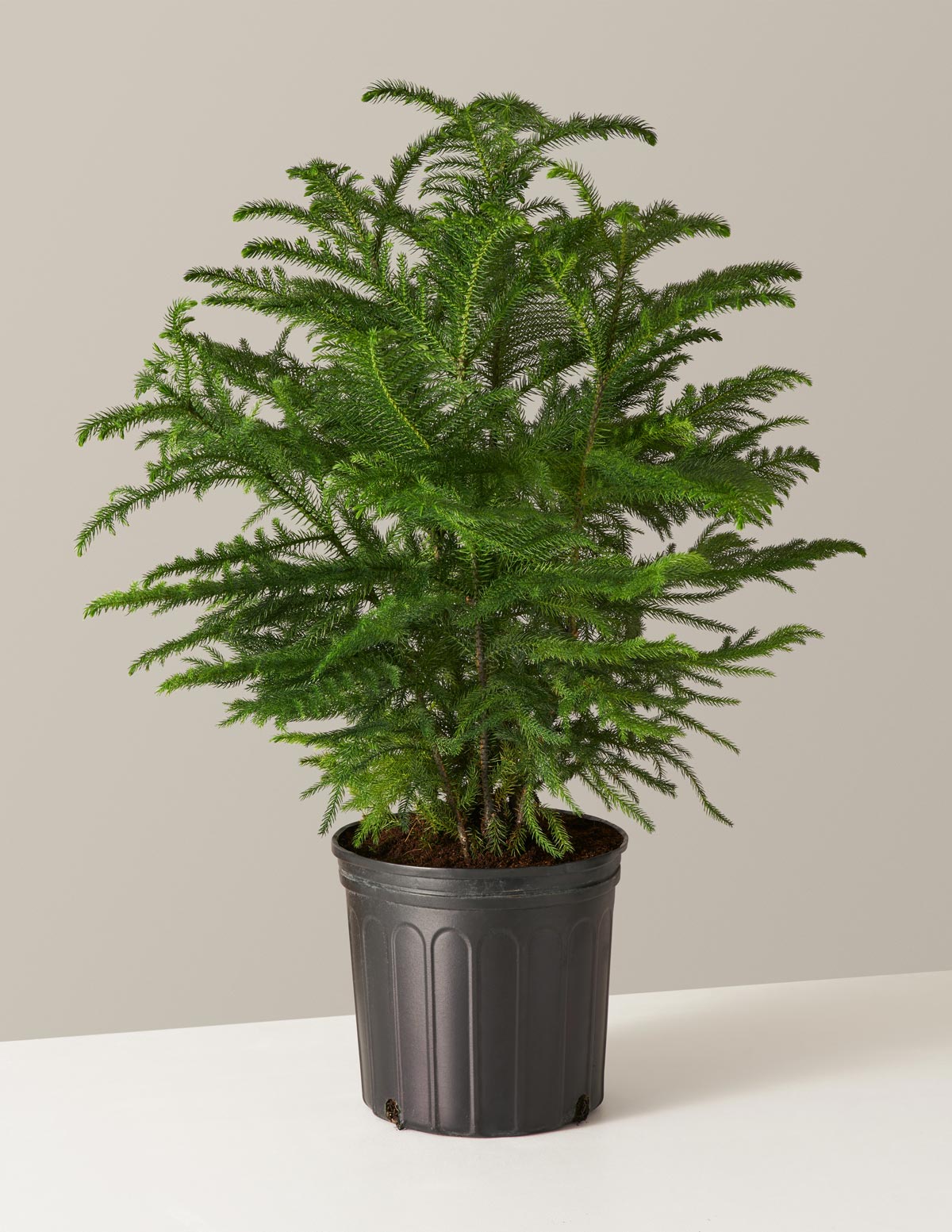 Norfolk Island Pine