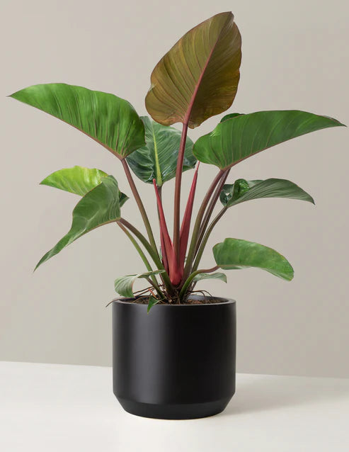 Large Philodendron Rojo Congo