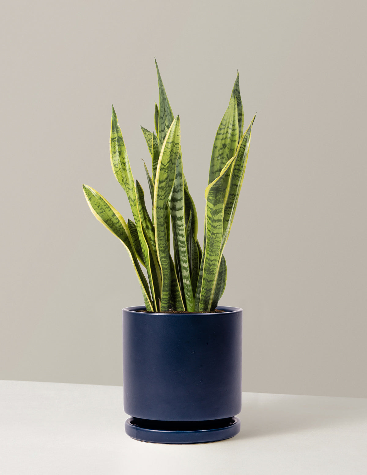 Snake Plant Laurentii