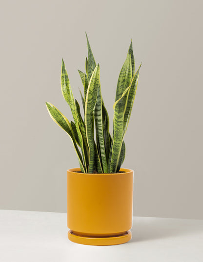 Snake Plant Laurentii