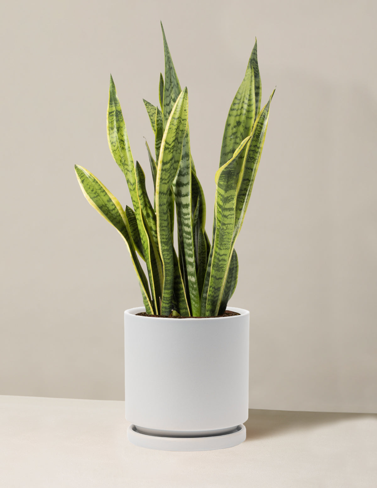 Snake Plant Laurentii