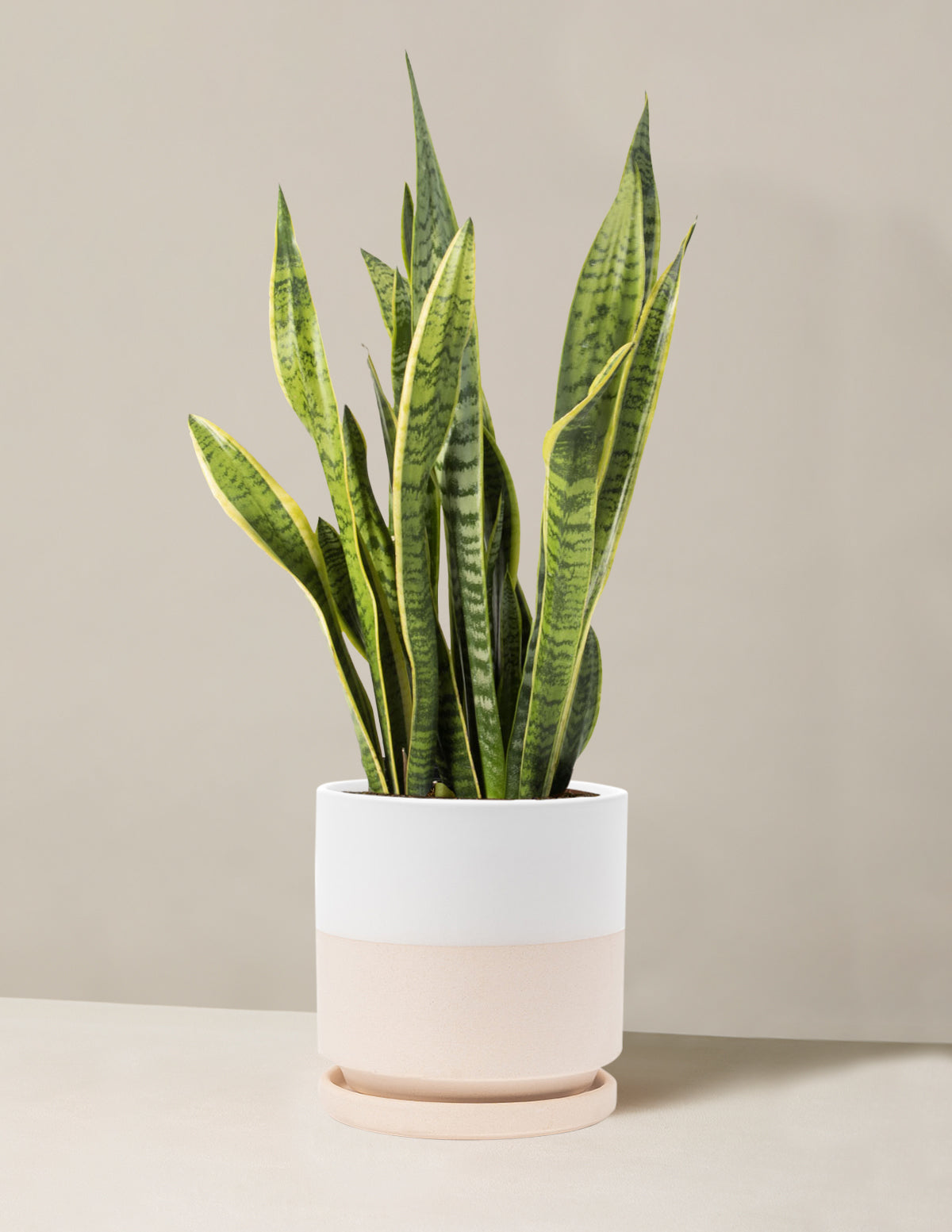 Snake Plant Laurentii