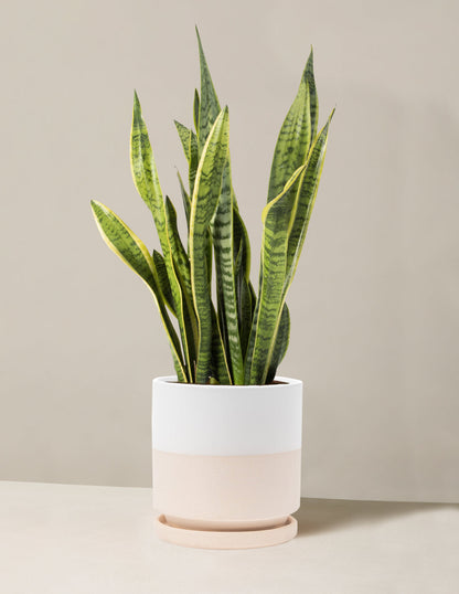 Snake Plant Laurentii