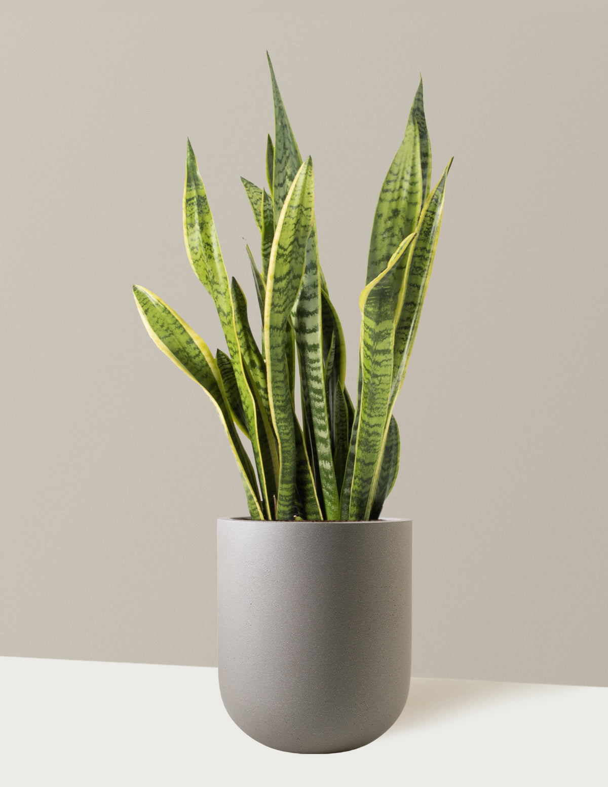 Snake Plant Laurentii