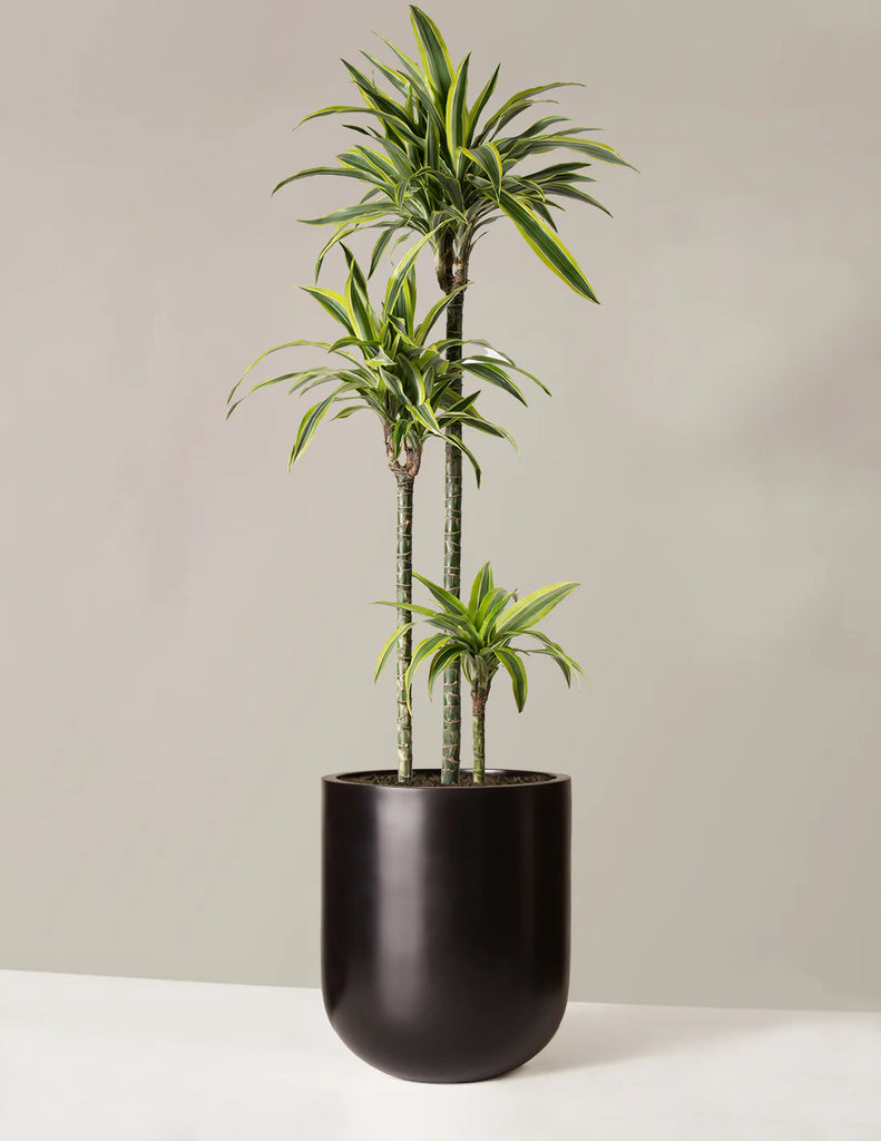 Large Dracaena Lemon Lime