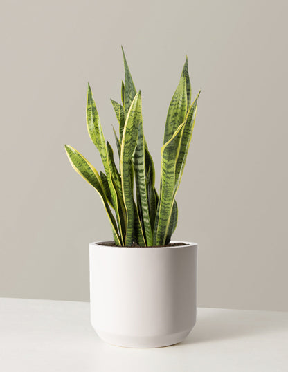 Snake Plant Laurentii