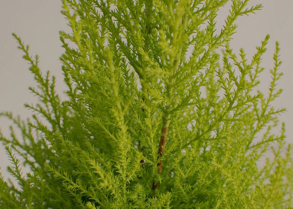 Lemon Cypress