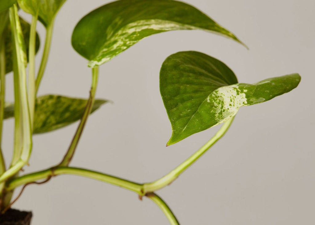 Pothos Marble Queen