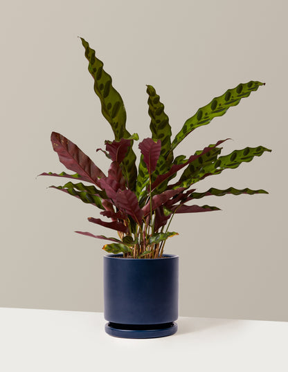 Calathea Rattlesnake