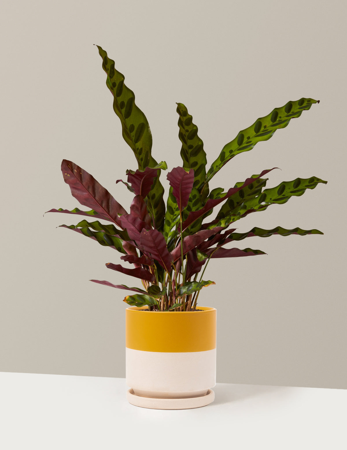 Calathea Rattlesnake