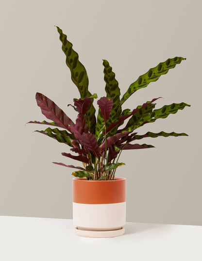 Calathea Rattlesnake