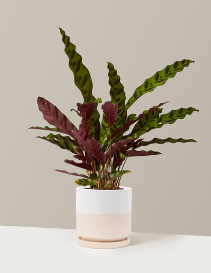 Calathea Rattlesnake