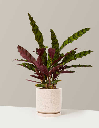 Calathea Rattlesnake