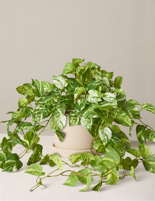 Faux Pothos Plant