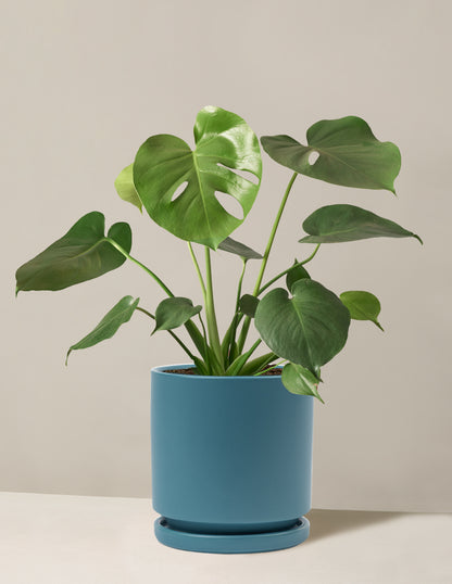 Monstera Deliciosa