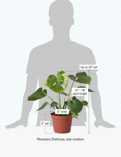 size-guide