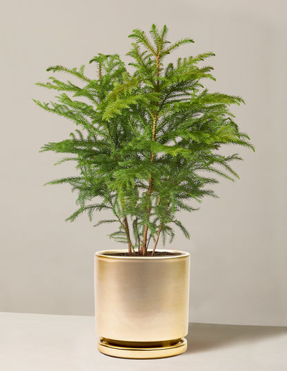 Norfolk Island Pine