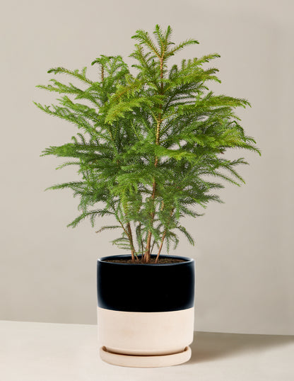 Norfolk Island Pine