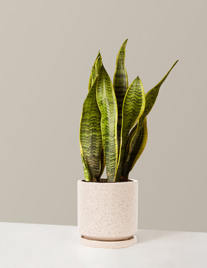 Snake Plant Laurentii