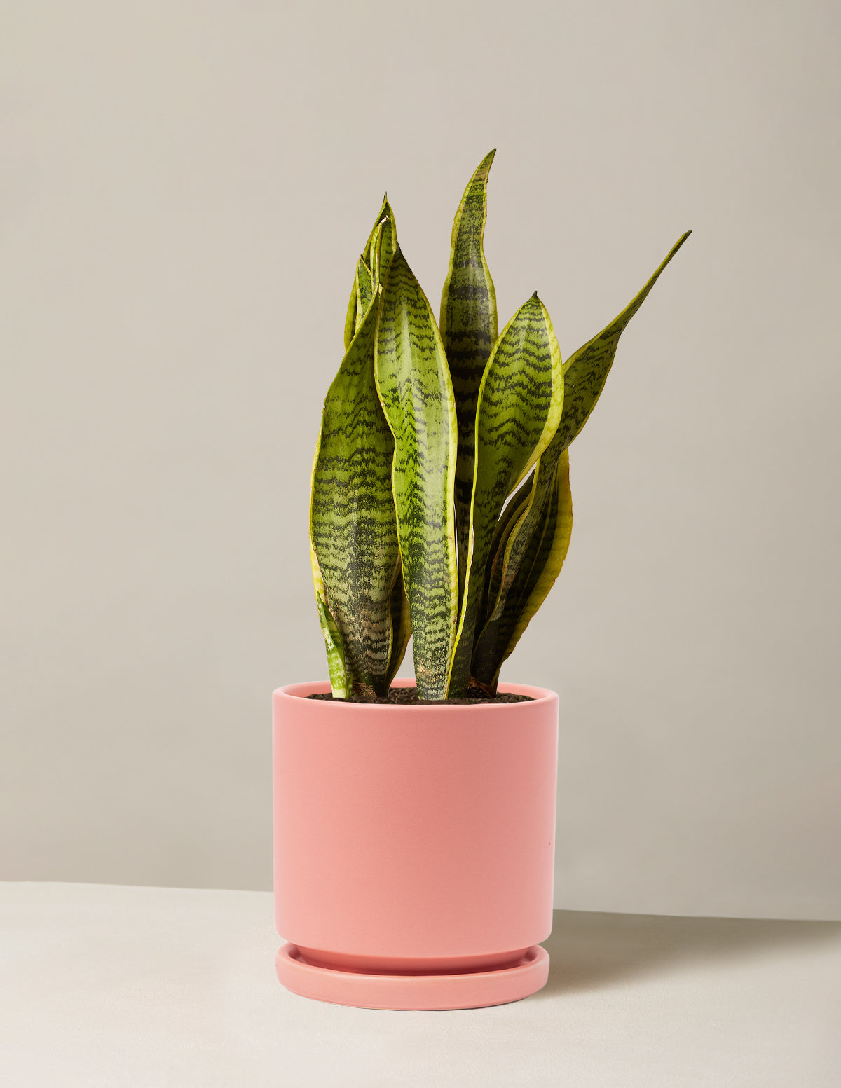 Snake Plant Laurentii