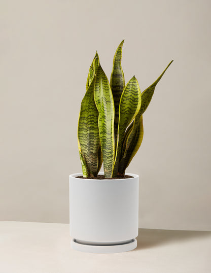 Snake Plant Laurentii