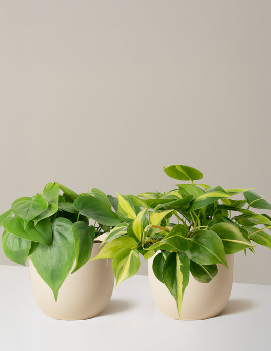 The Trailing Philodendron Duo