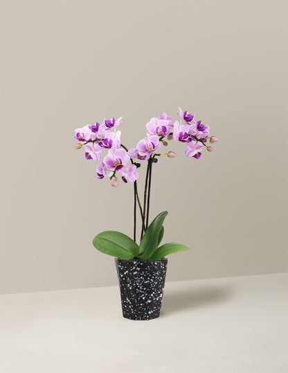 Mini Orchid