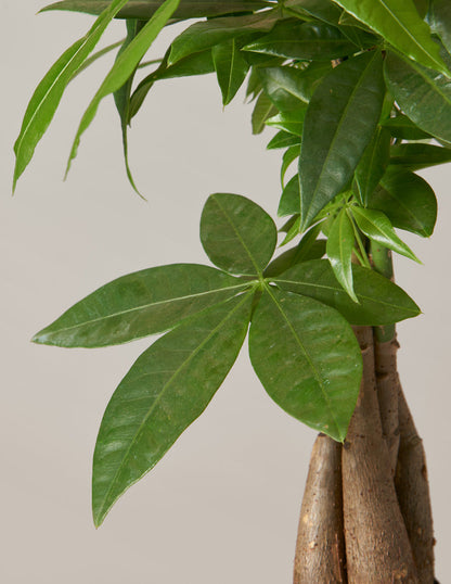 Money Tree Plant