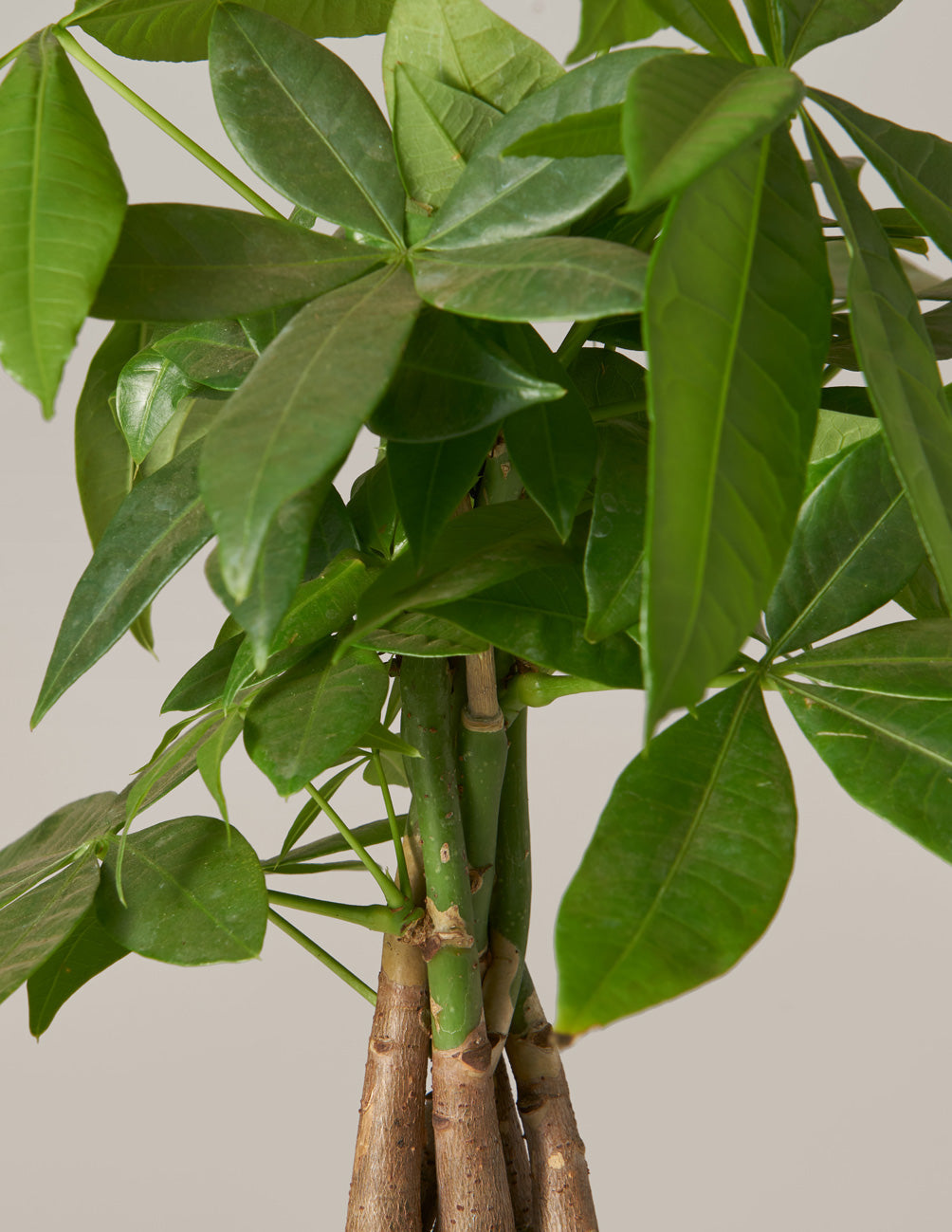 Money Tree Plant