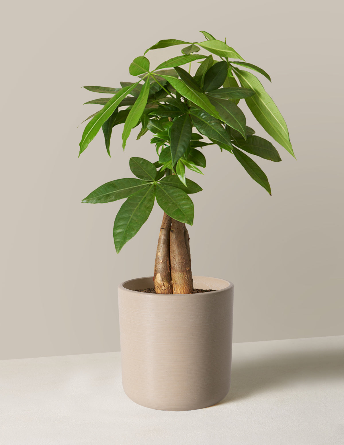 Money Tree Plant