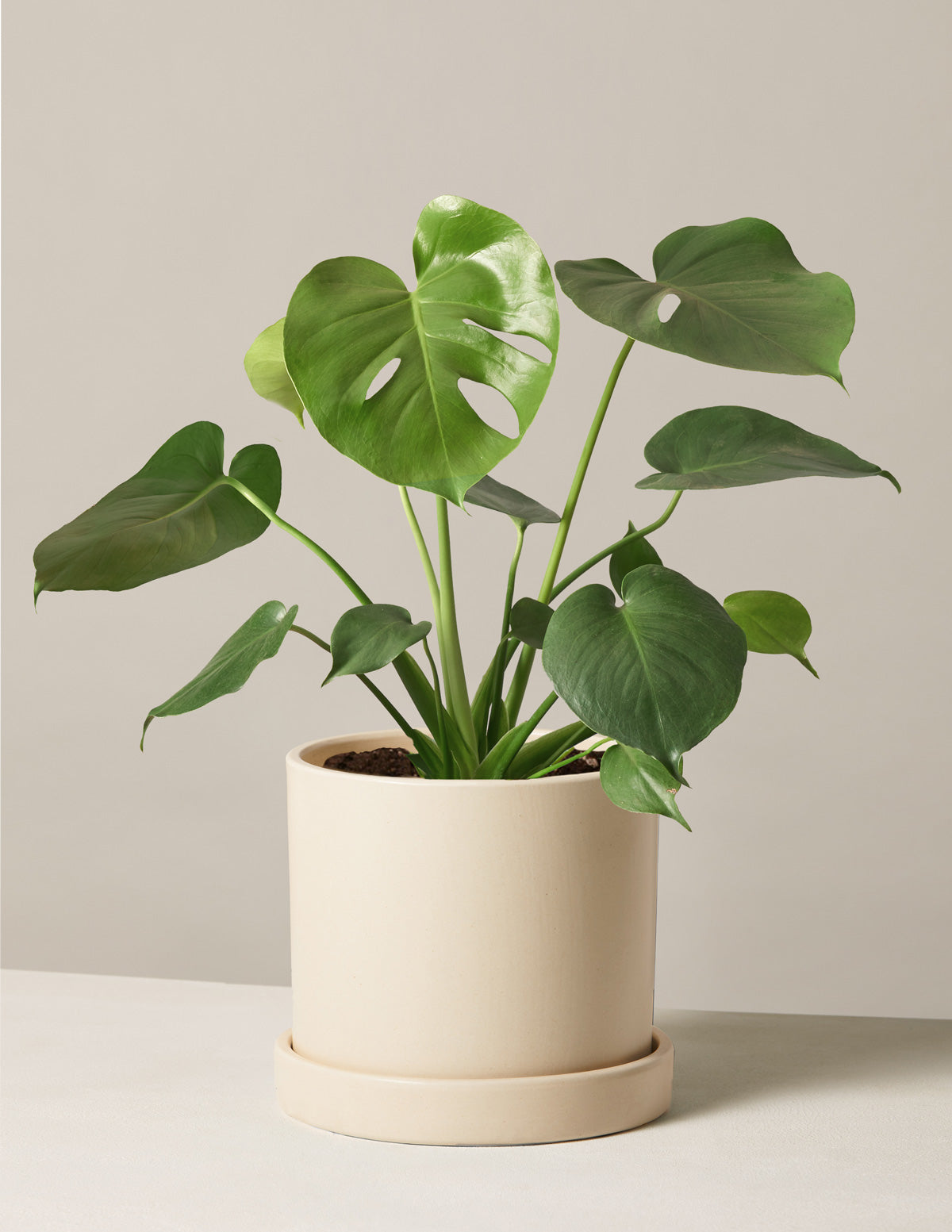 Monstera Deliciosa