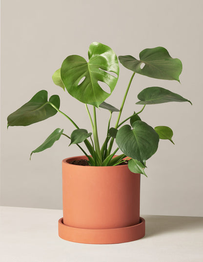 Monstera Deliciosa