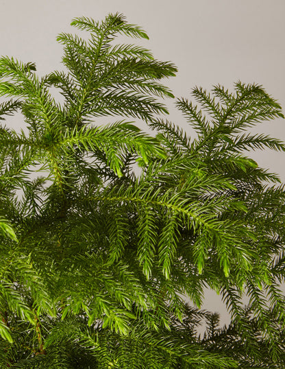 Norfolk Island Pine