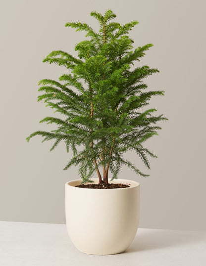 Norfolk Island Pine