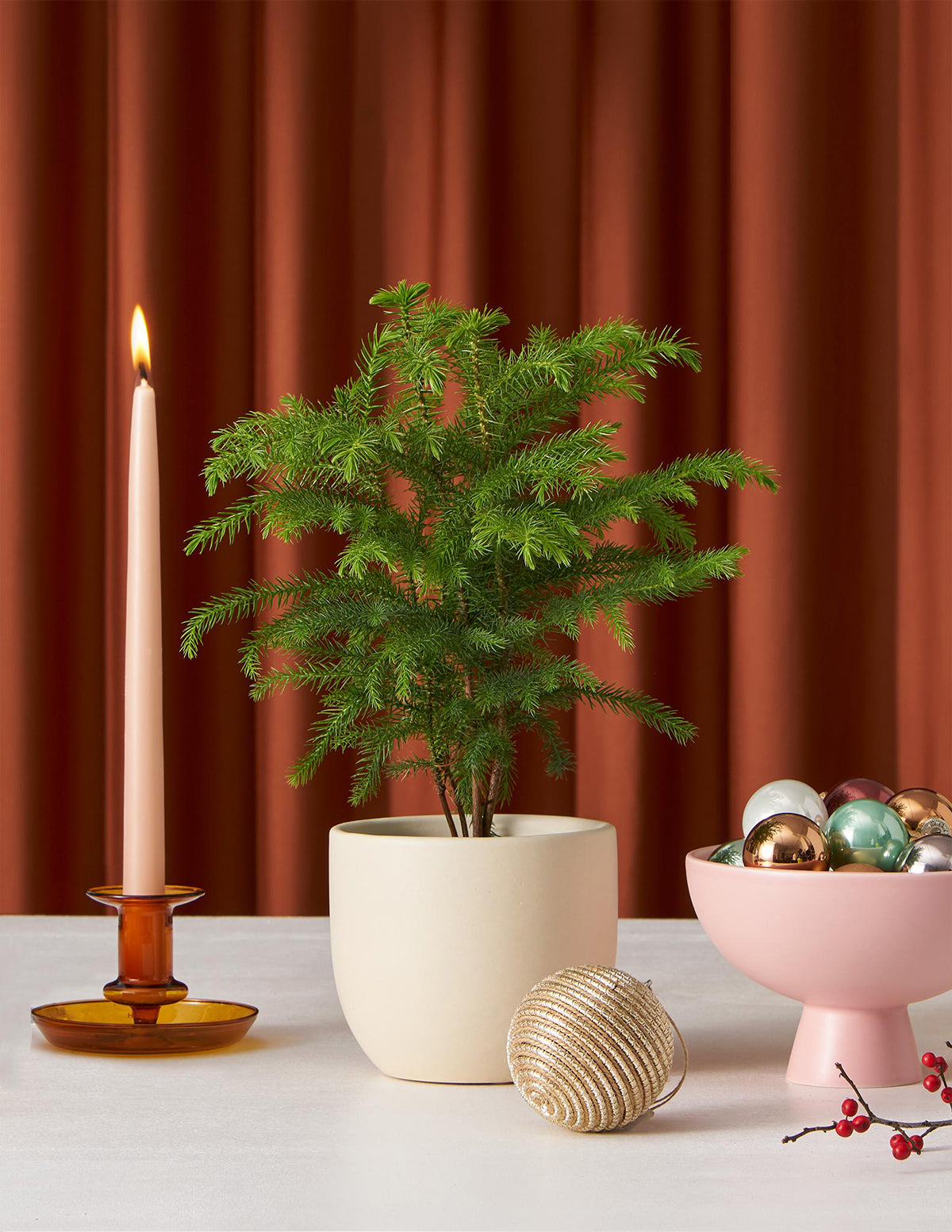 Norfolk Island Pine