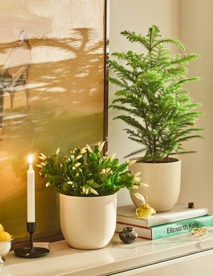 Norfolk Island Pine