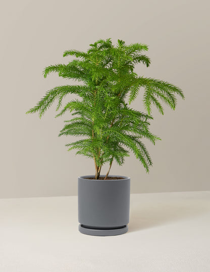 Norfolk Island Pine