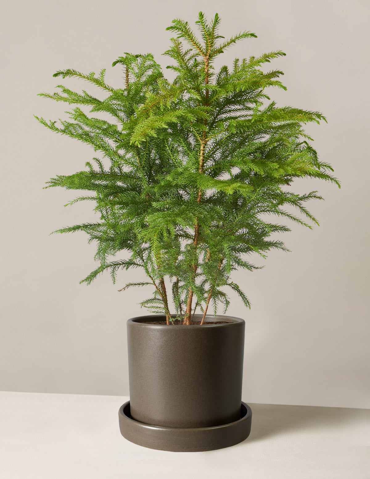 Norfolk Island Pine