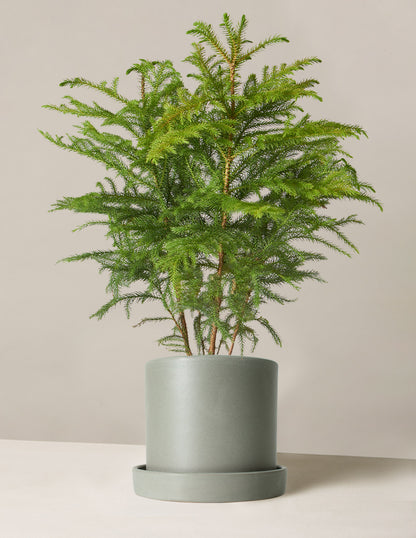 Norfolk Island Pine