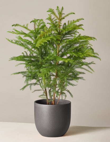 Norfolk Island Pine