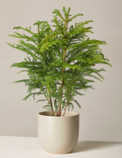 Norfolk Island Pine