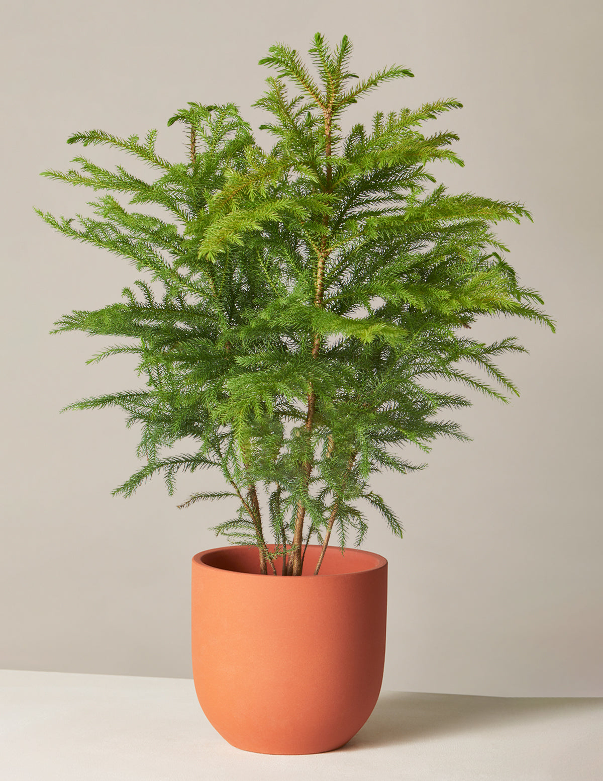 Norfolk Island Pine