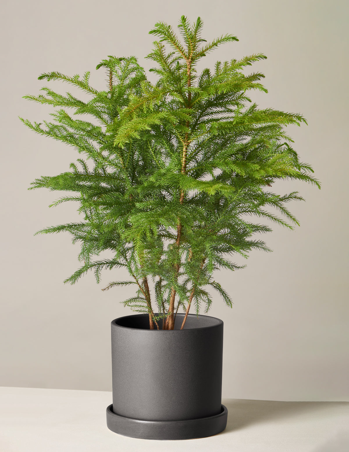 Norfolk Island Pine