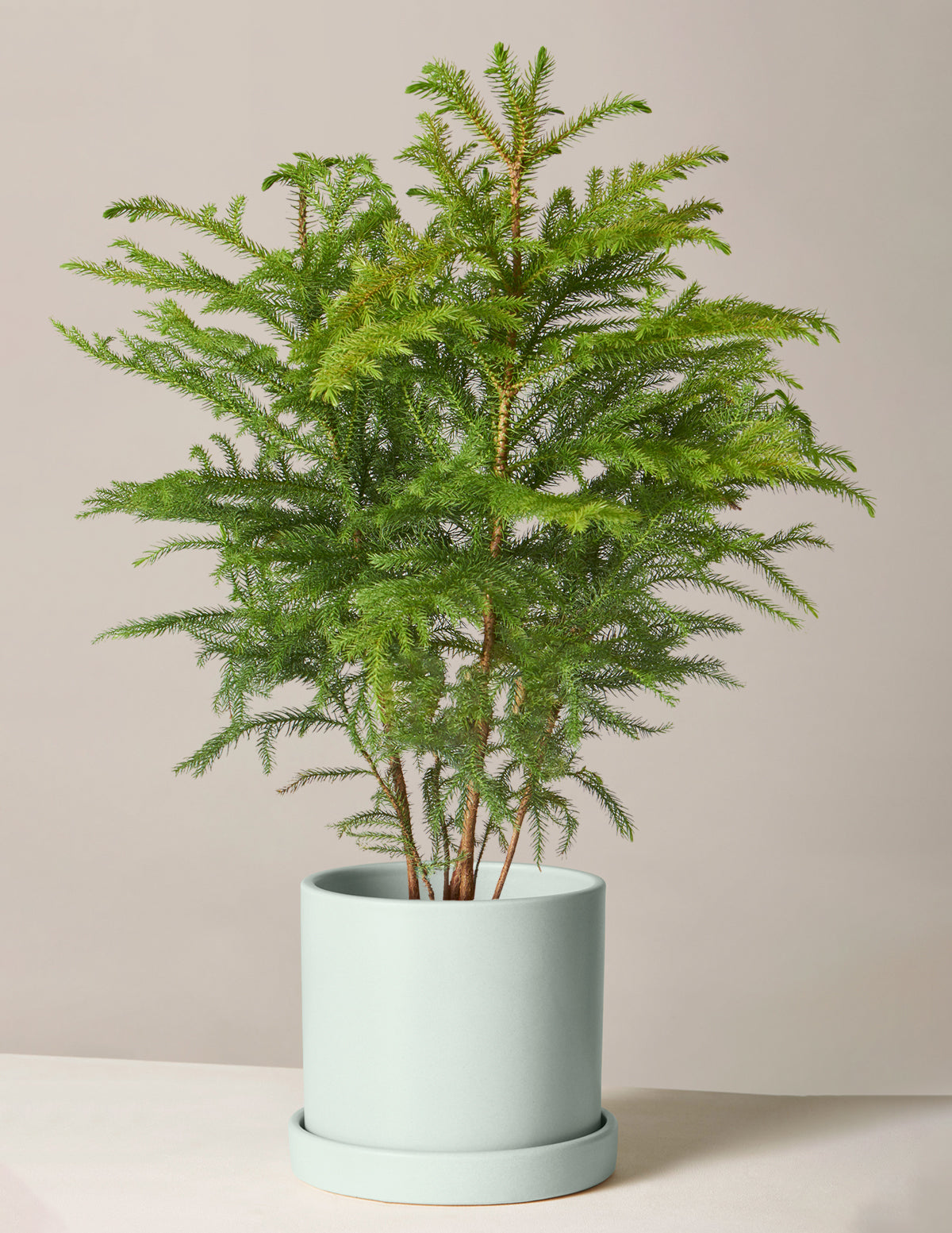 Norfolk Island Pine