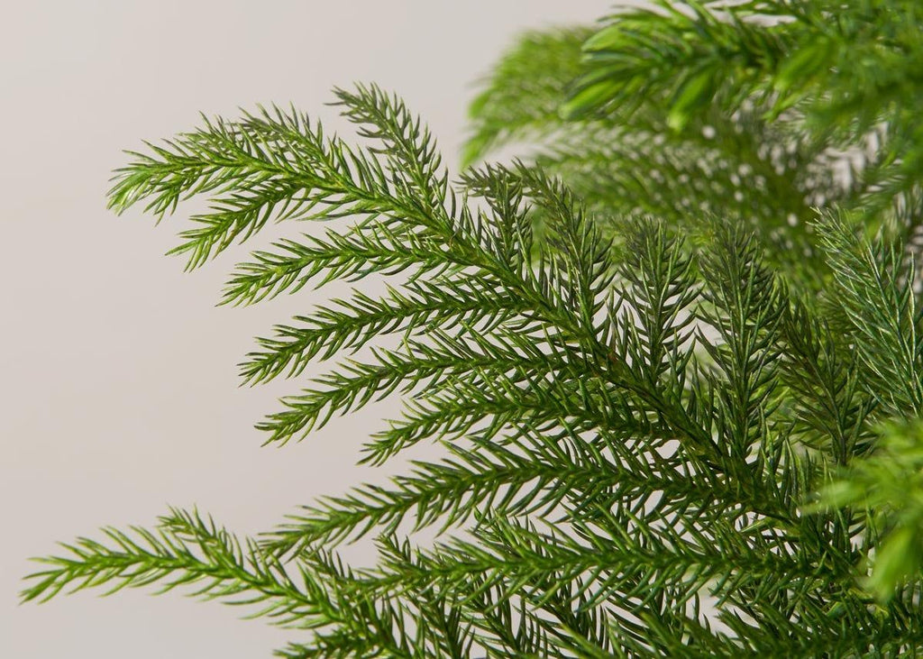 Norfolk Island Pine