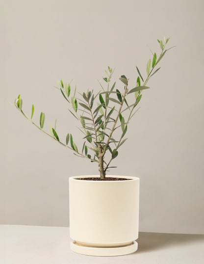 Olive Tree