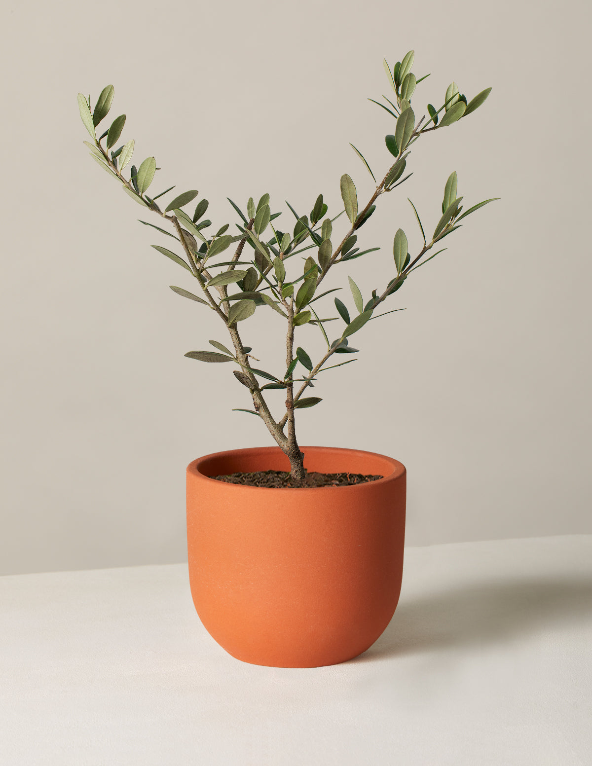 Olive Tree