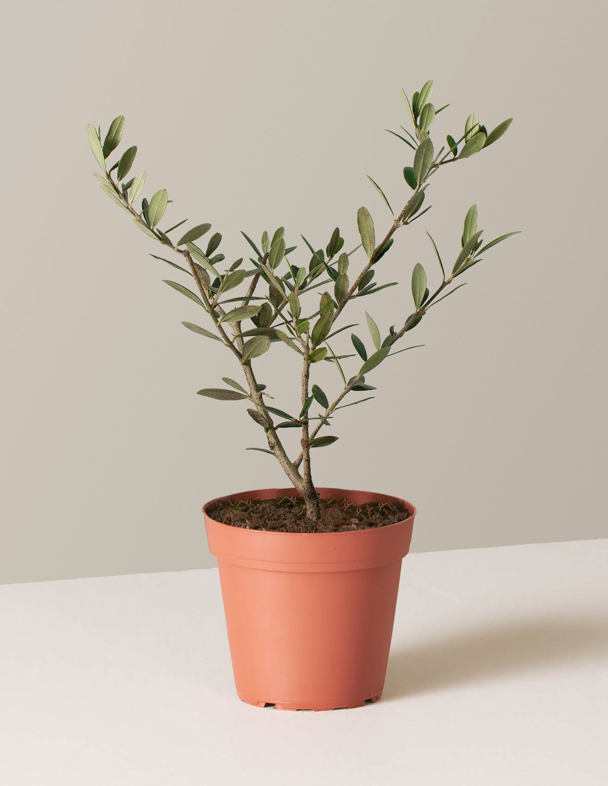 Olive Tree in a Grow Pot